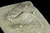 Two Fossil Crinoids (Halysiocrinus & Platycrinites) - Indiana #122978-2
